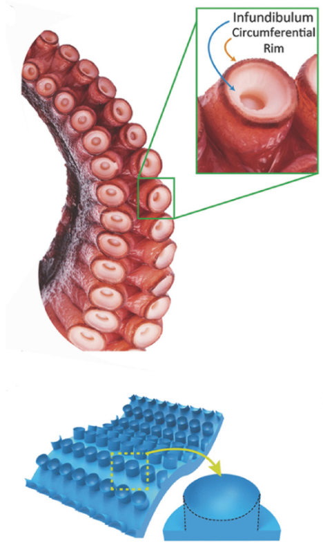 문어 빨판 모방 패치 (Octopus-Like Adhesive Patches)