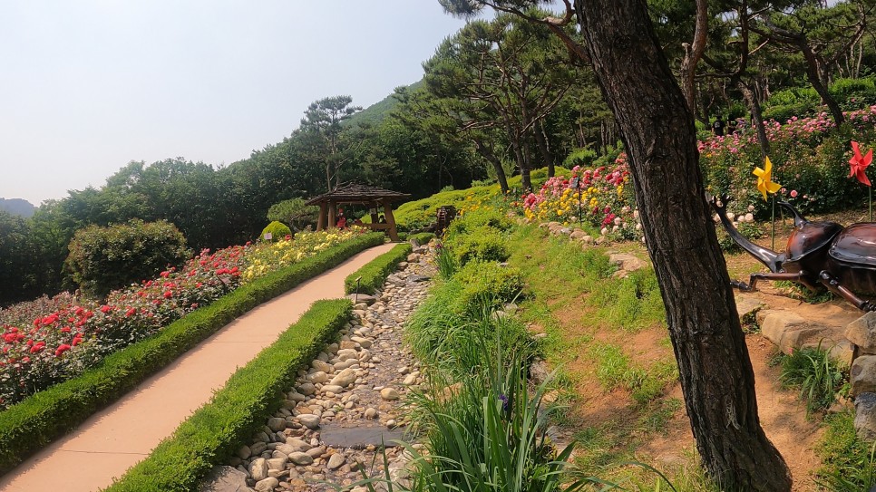  계양산 등산 리뷰 (+영상) "장미공원 꼭 가보세요!"