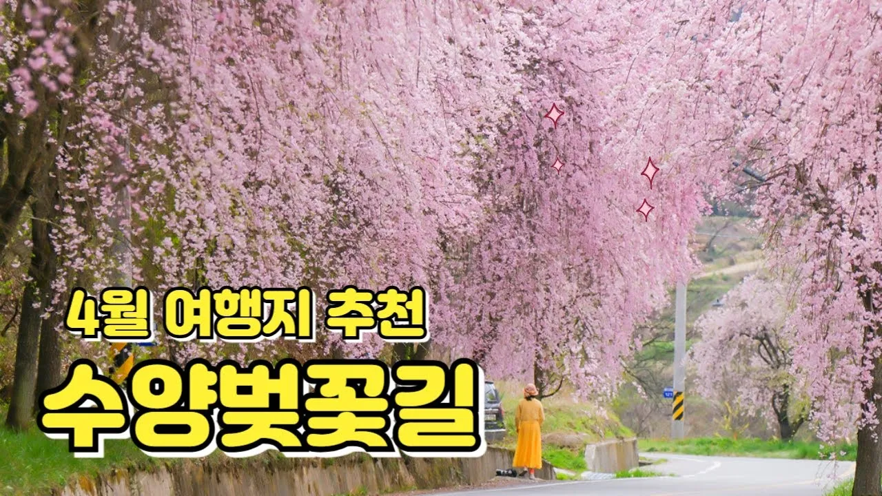 거창 수양벚꽃길 병곡마을 명소 맛집_1