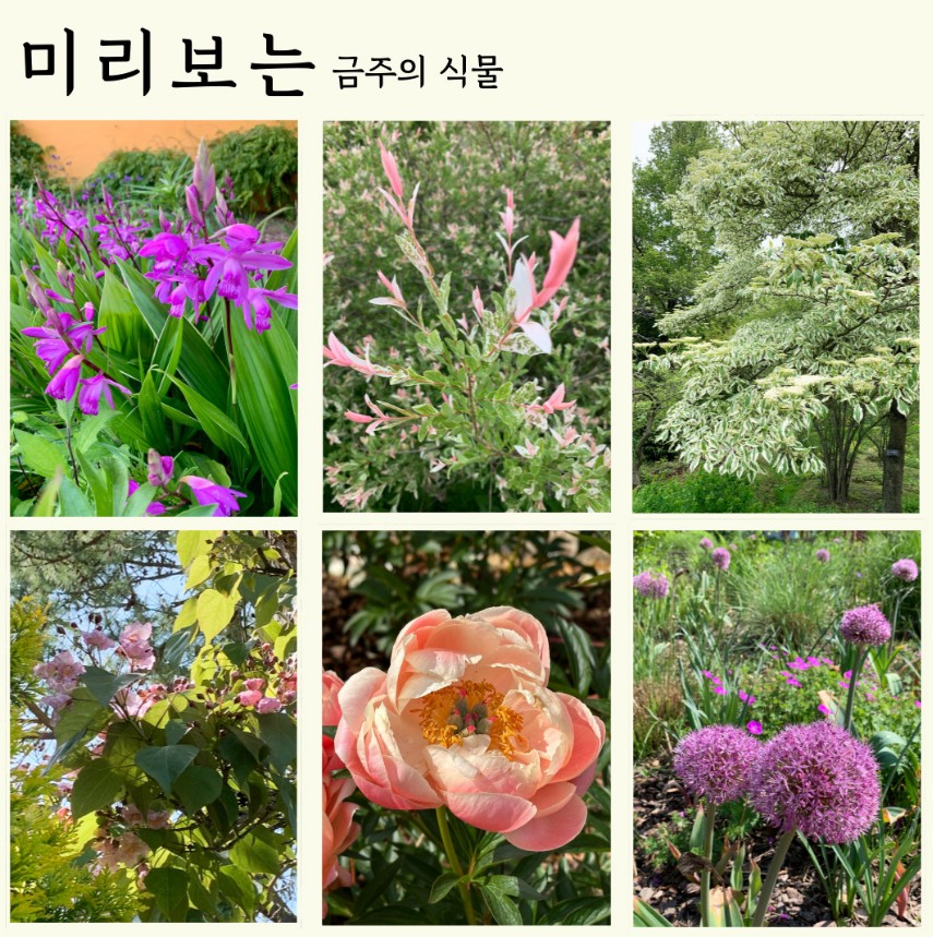 천리포수목원 에서 볼수 있는 꽃 