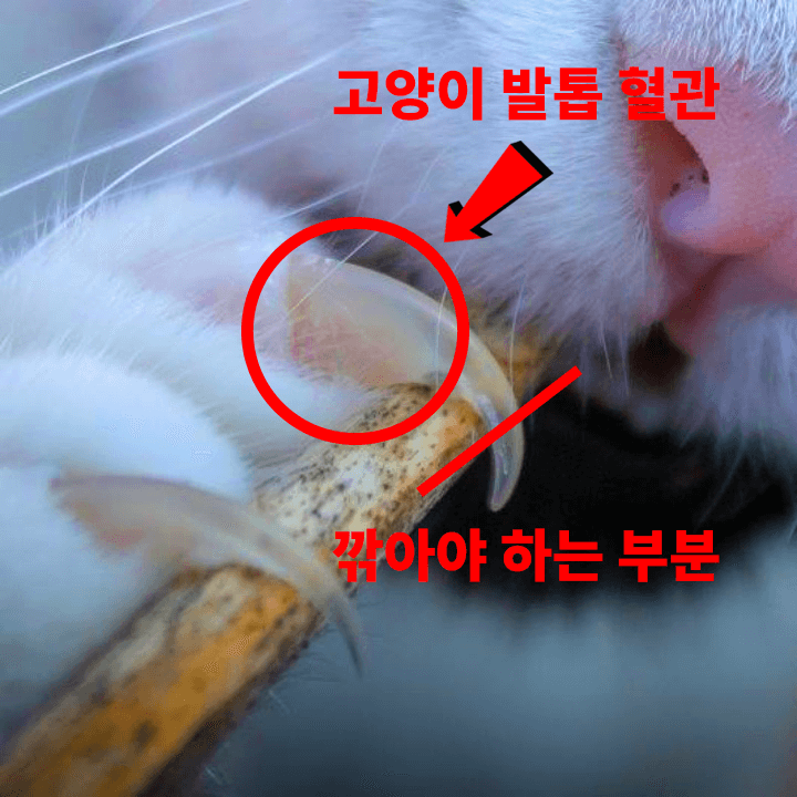 고양이-발톱-혈관-피-나는-이유