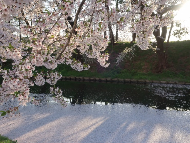 히로사키 벚꽃