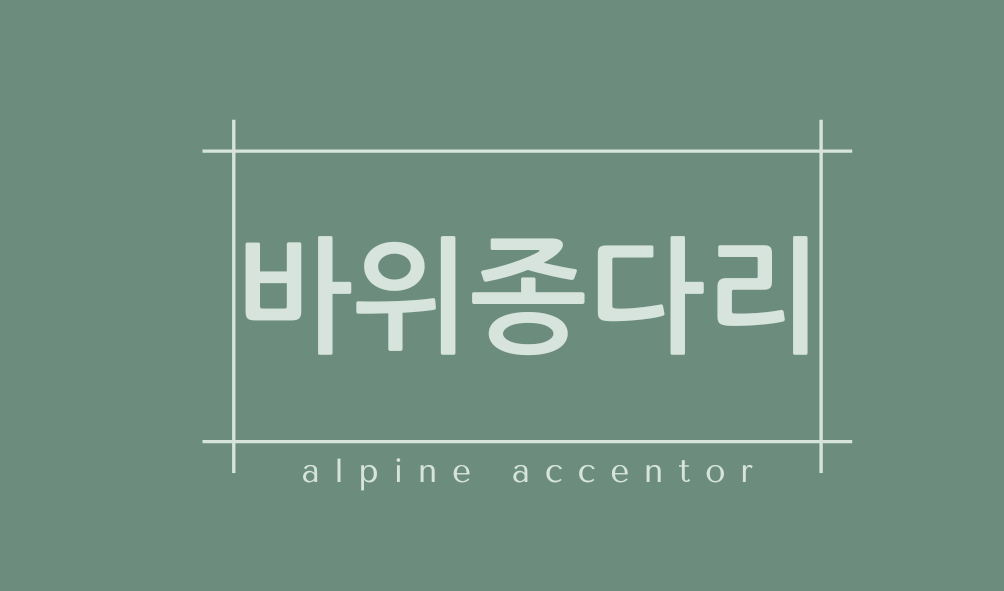 바위종다리(alpine accentor)