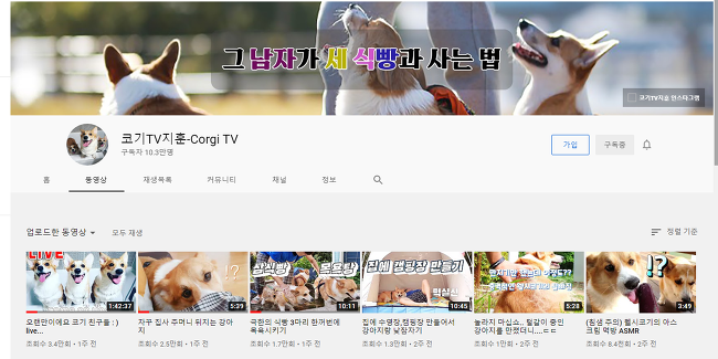  대한민국 대표 반려동물 애완동물 유튜버 펫튜브 펫튜버 대표 주자 코기TV 지훈의 불법 도박 논란과 충격적인 몰락