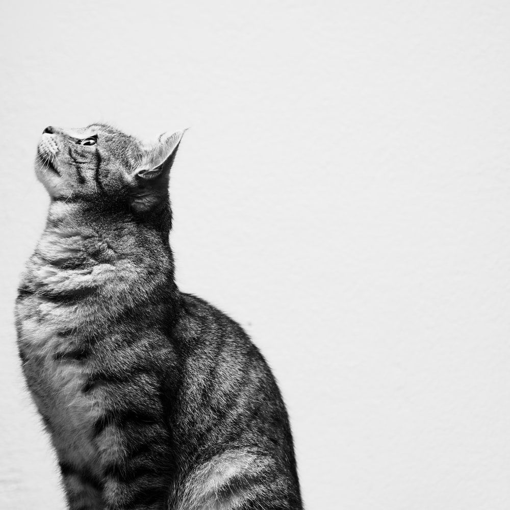 고양이 꿈해몽 태몽 34가지