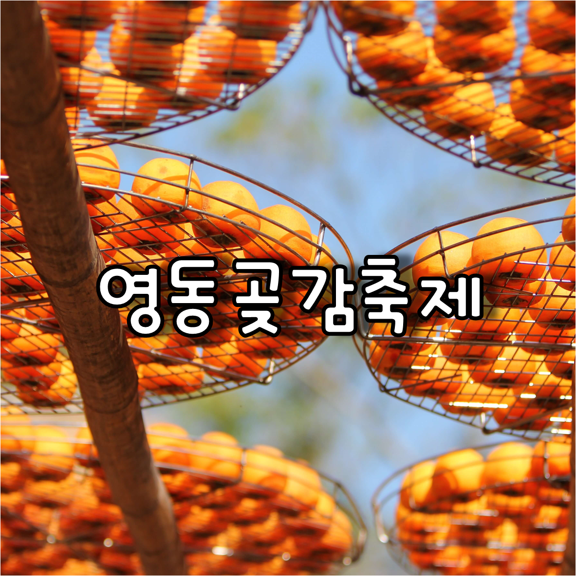 영동곶감축제일정및장소