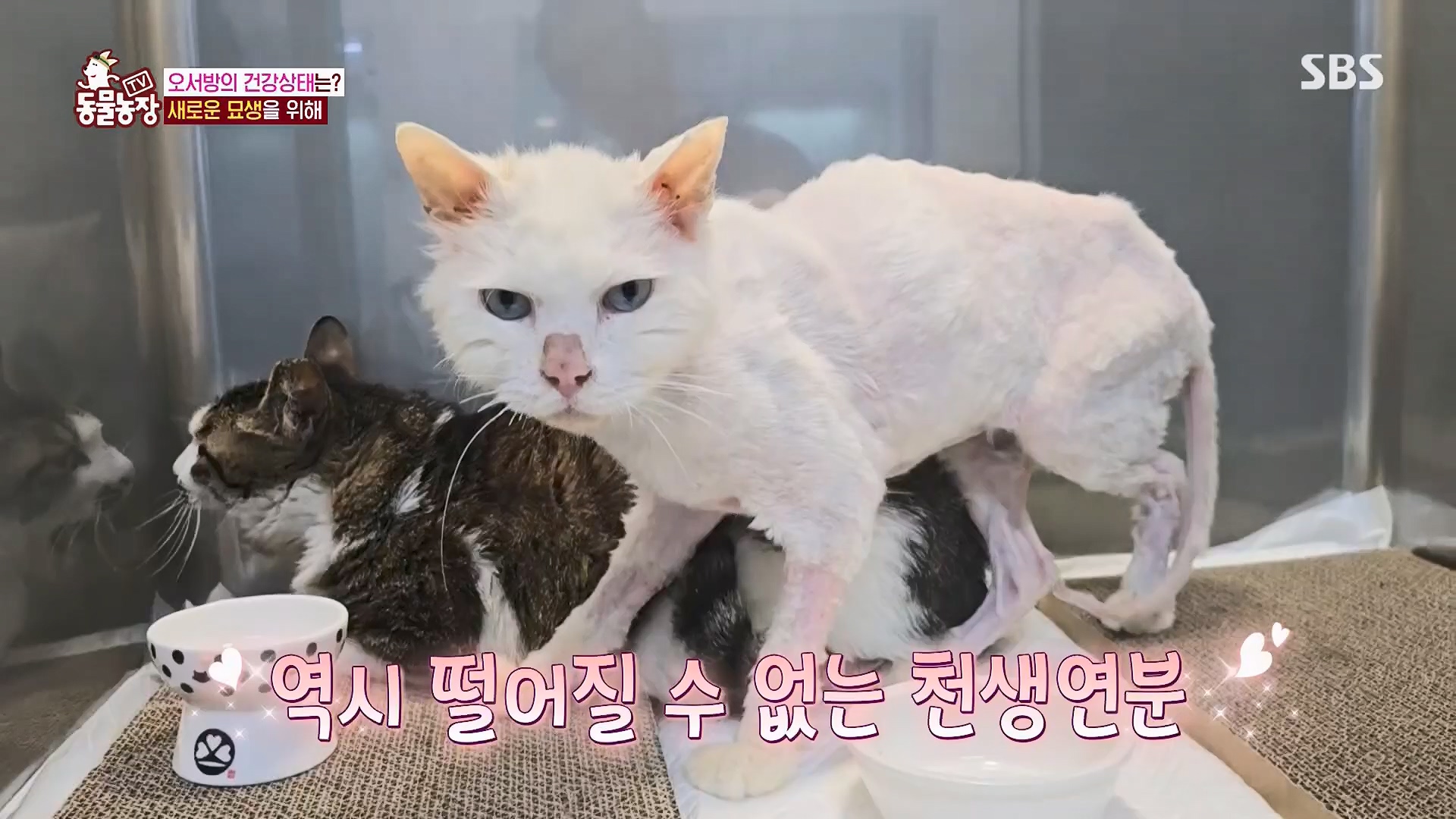 TV 동물농장.E1180.240714p.H264-F1RST.mp4_20240715_201741.609.jpg