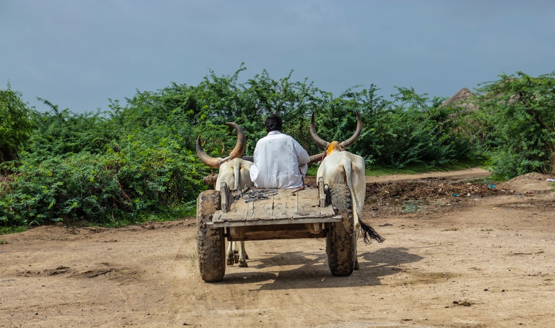 Ox