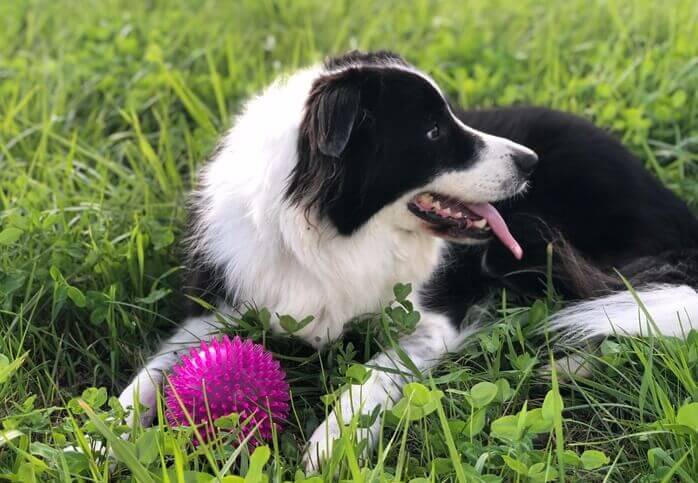 분홍색-장난감-공을-가지고-풀밭에-엎드려-있는-검은색과-흰색-털을-가진-개-보더콜리