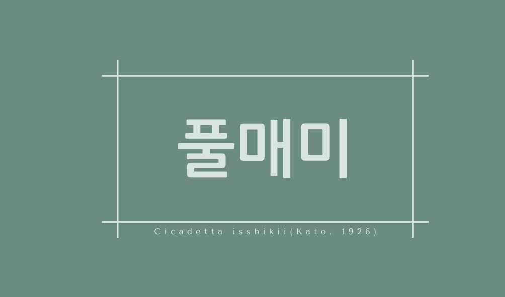 풀매미(Cicadetta isshikii(Kato, 1926))