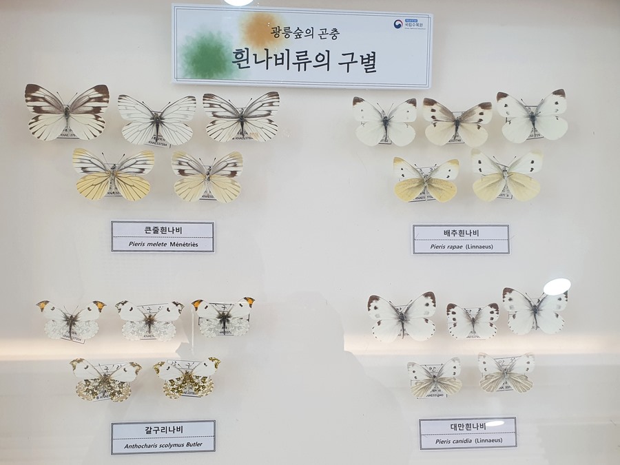 흰나비-표본