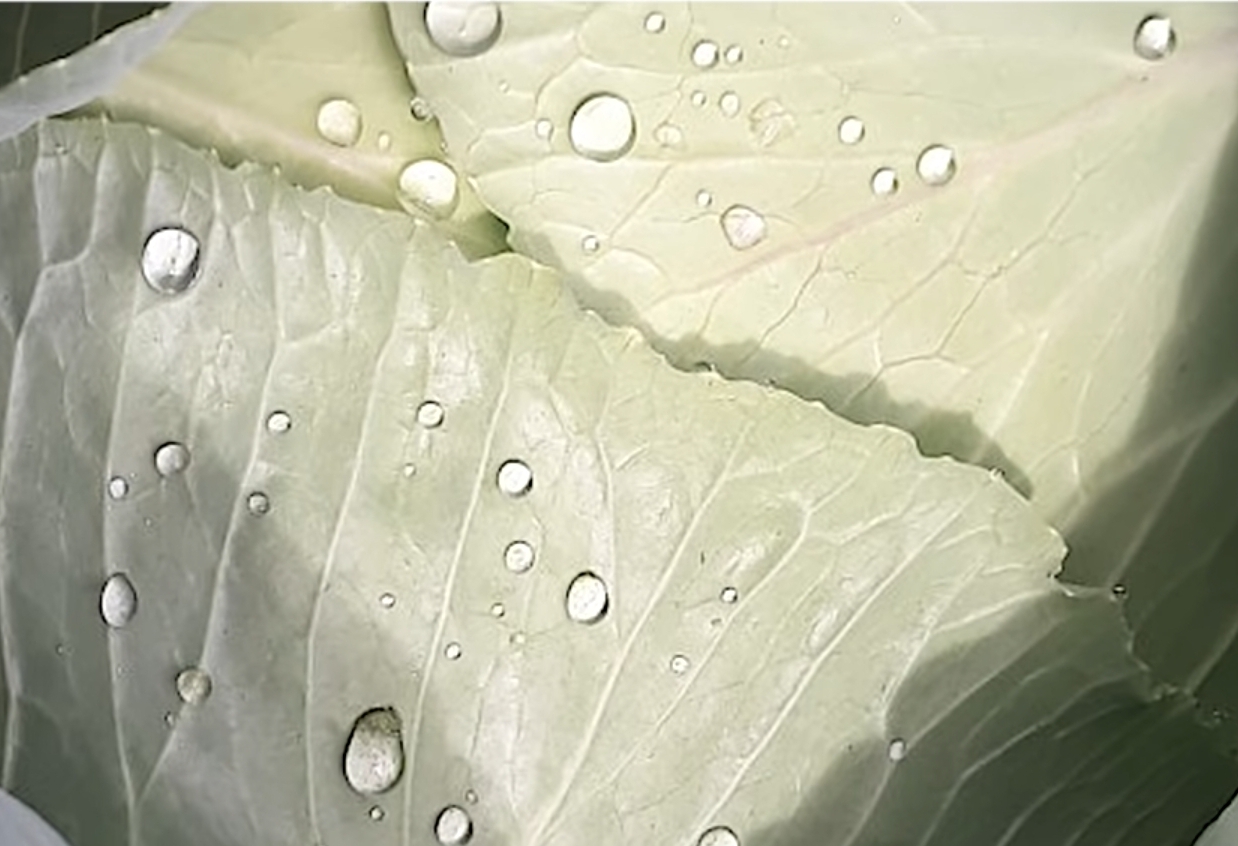 물방울이 맺히는 양배추 겉잎