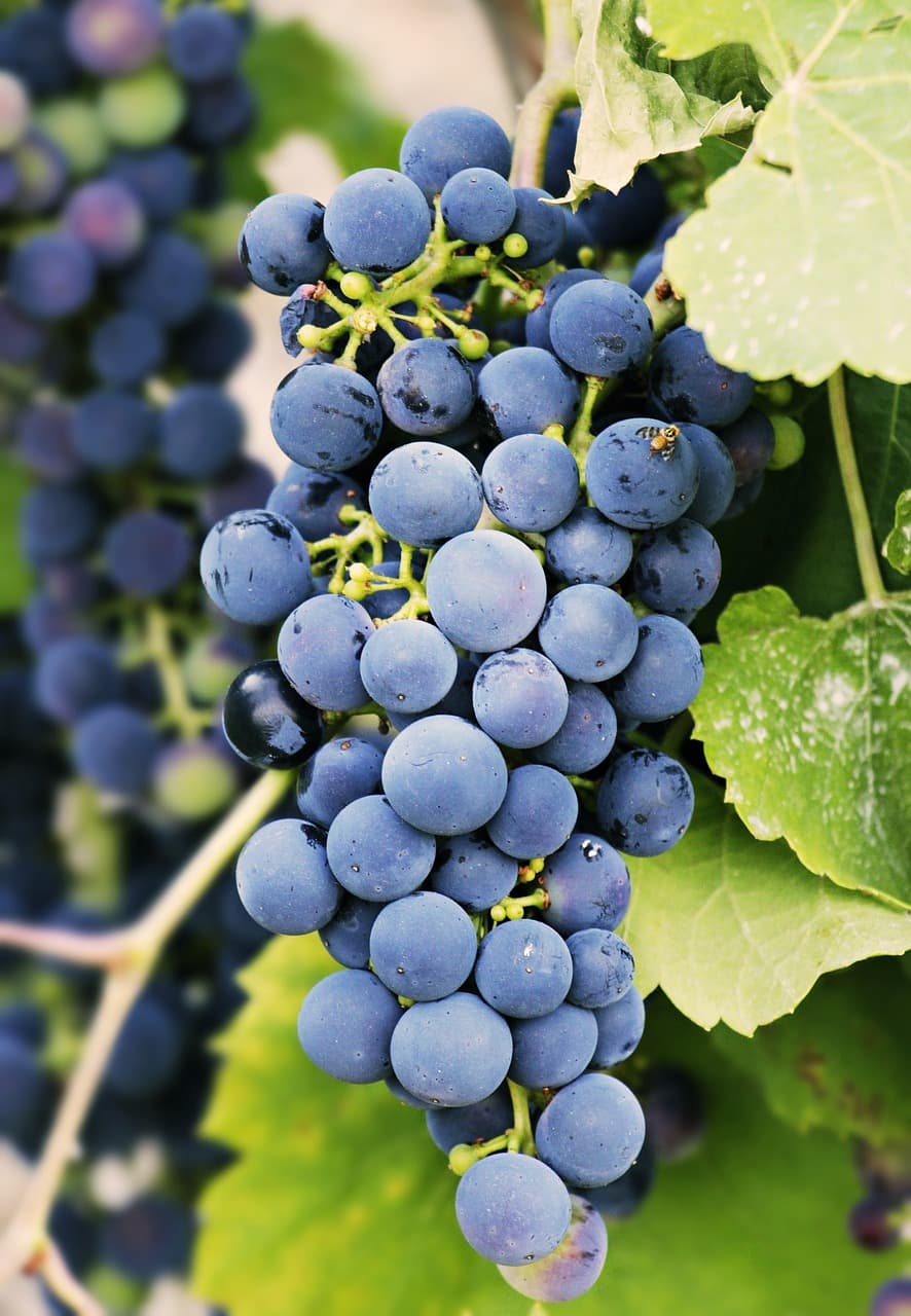 🍇 경북 영천 포도