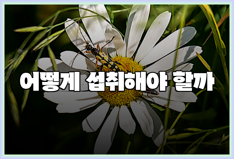 어떻게 섭취해야 할까