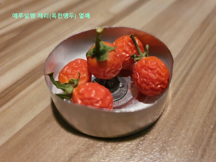 예루살렘 체리 열매