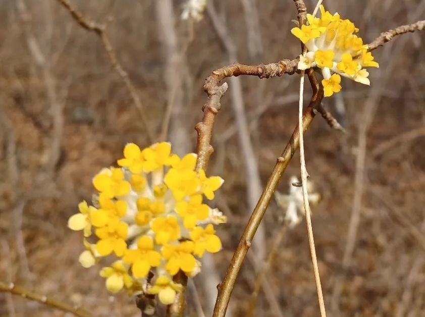  금요일 아침 꽃 편지 - 삼지닥나무꽃 "부자되세요"