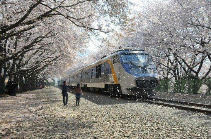 대한민국 전국 벚꽃 여행 명소 추천