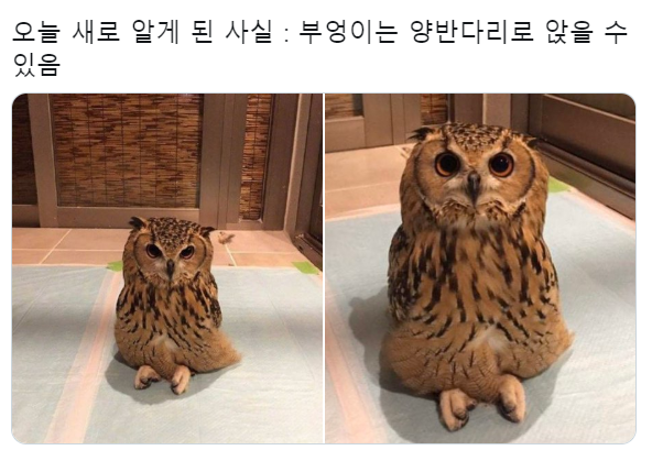  잘모르는 부엉이 상식..