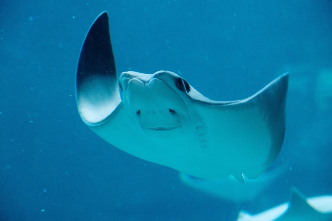 Stingray.
