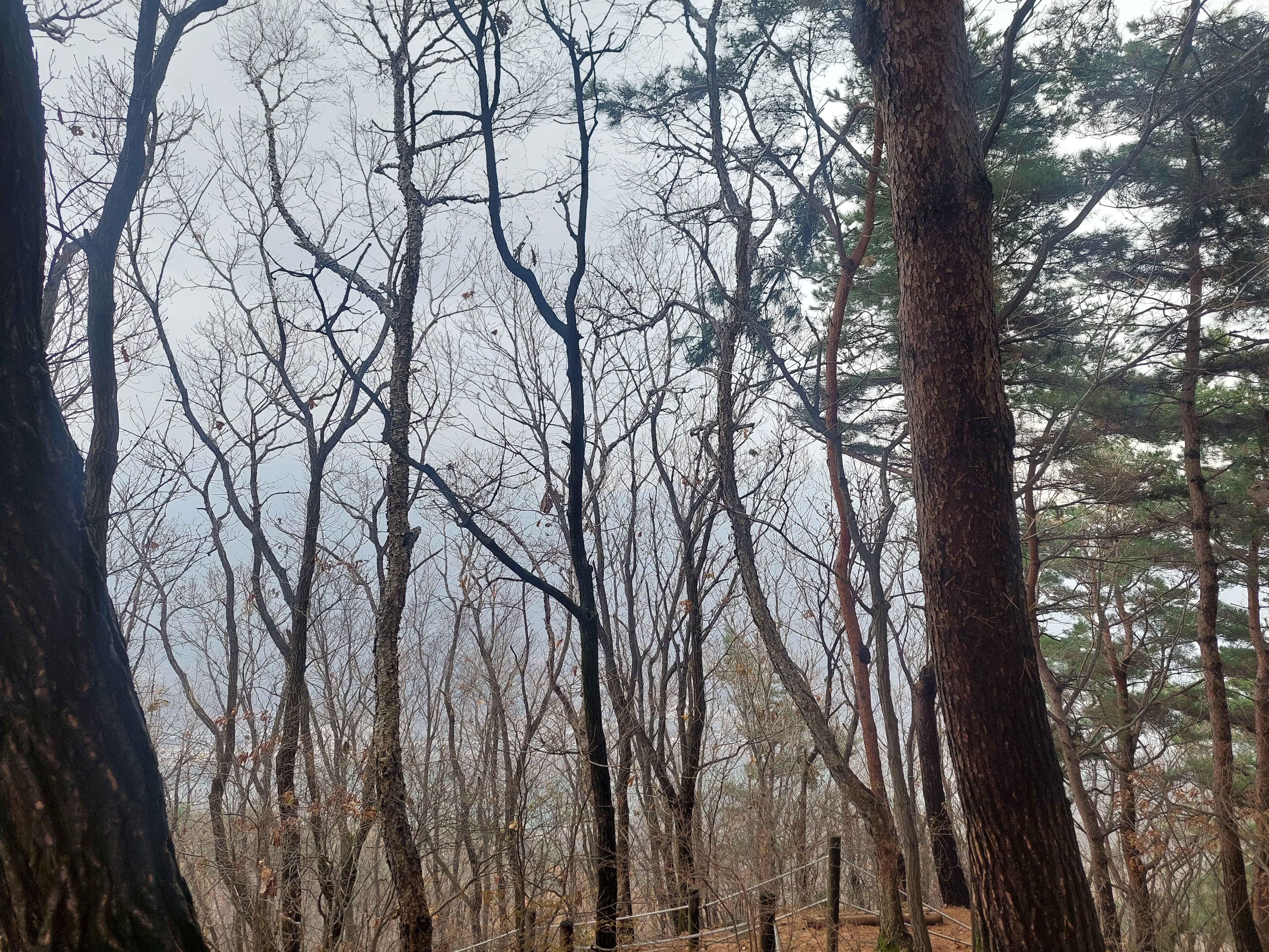 검단산