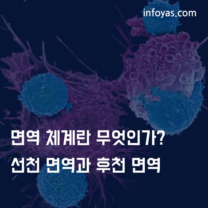  면역 체계란 무엇인가? - 선천 면역과 후천 면역
