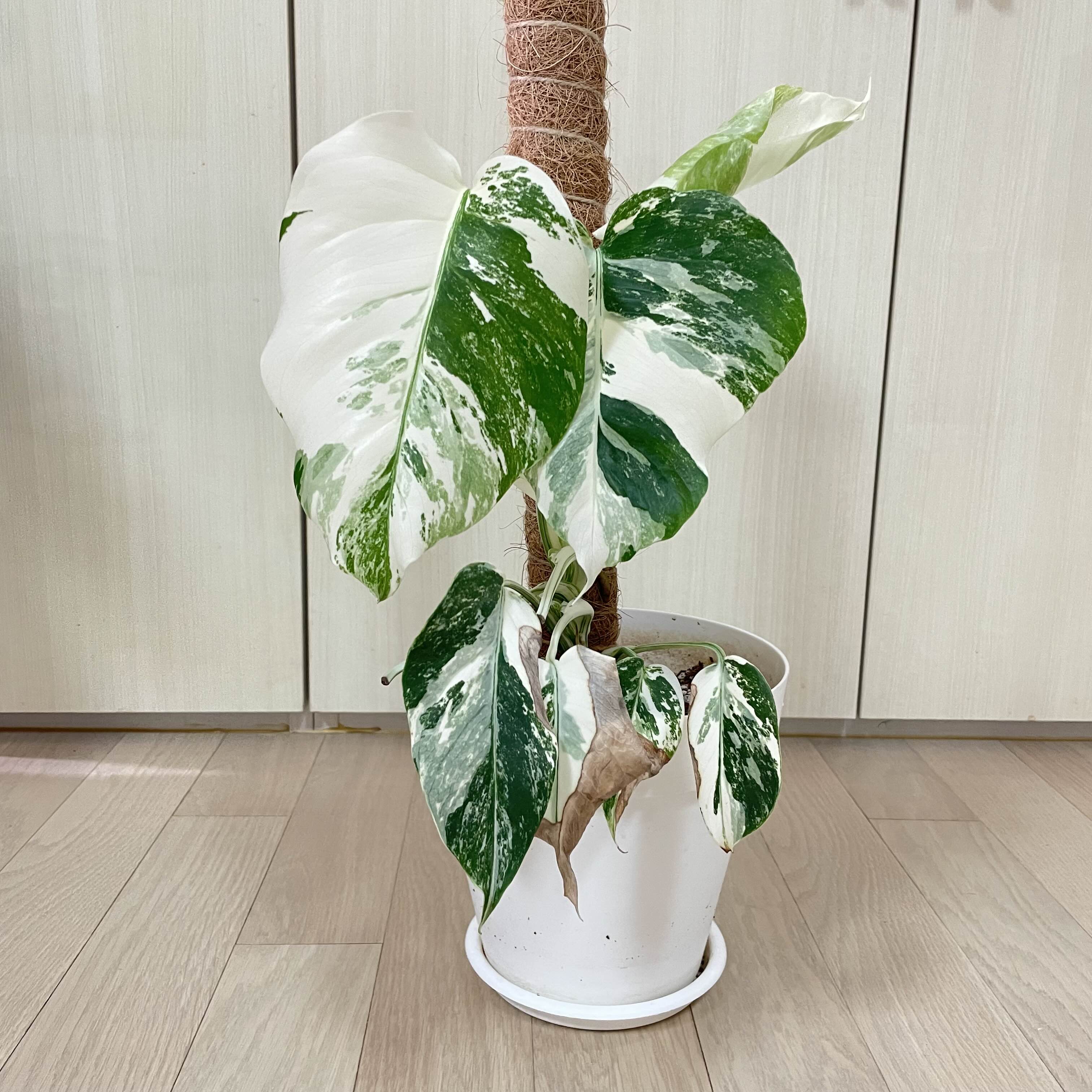  찢잎은 언제 나오려나 몬스테라 알보 반항기
