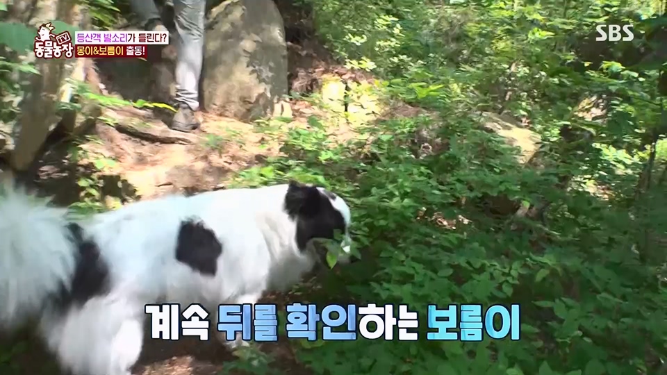 TV 동물농장.E1128.230709p.H264-F1RST.mp4_20230709_183518.584.jpg