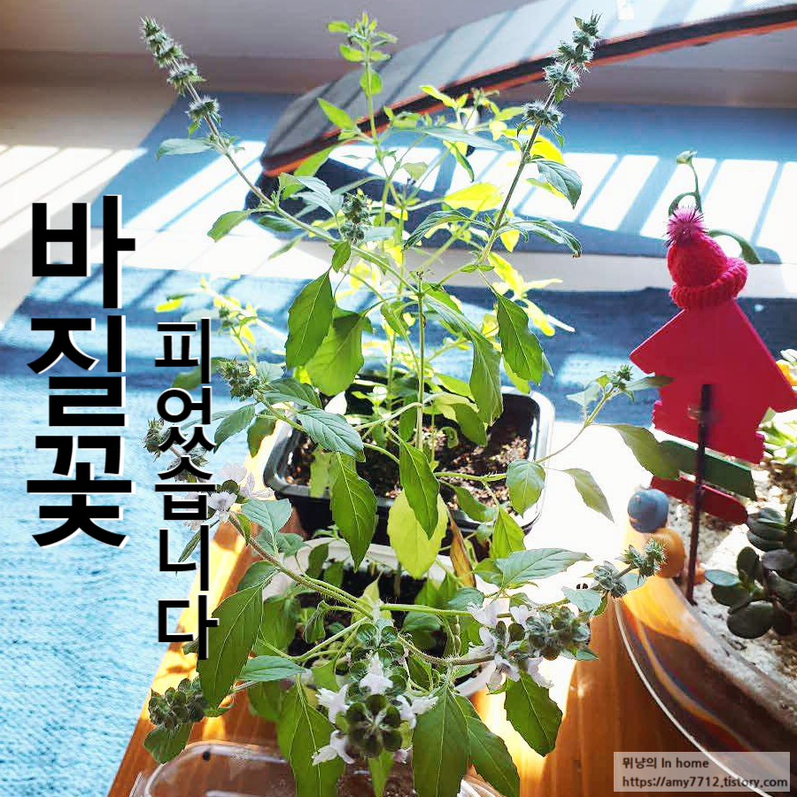  바질꽃이 피었습니다.