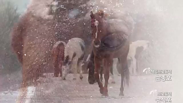 [189회] 다큐온 - KBS남훈 씨의 각별한 말 사랑] 연평균 1400여 마리의 경주마들이 경마장을 떠나 퇴역 경주마가 된다.ts_20230330_211156.712.jpg