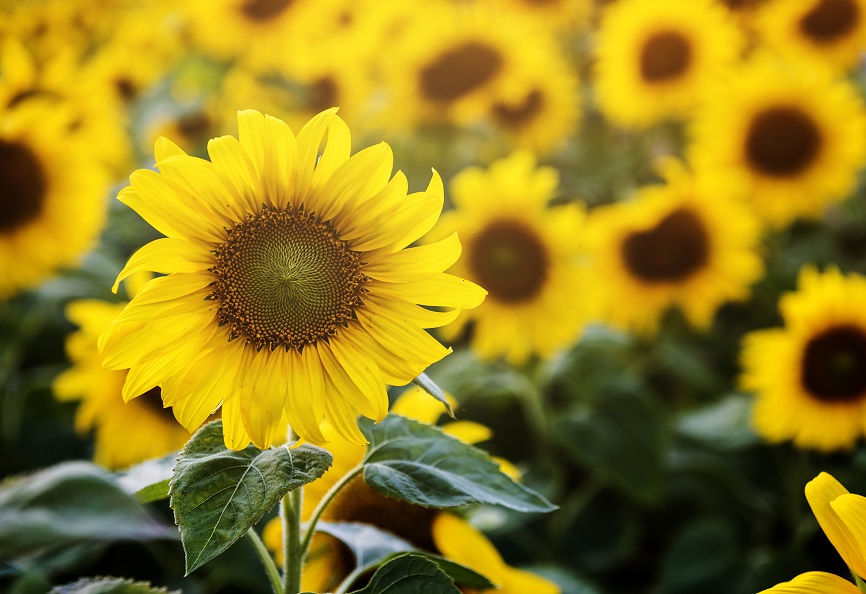  당신을 바라보고 있어요. Sunflower(해바라기)