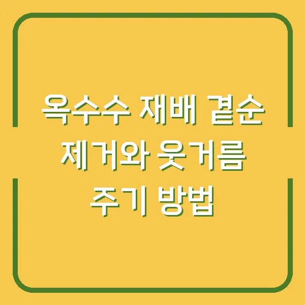 옥수수 재배 곁순 제거와 웃거름 주기 방법