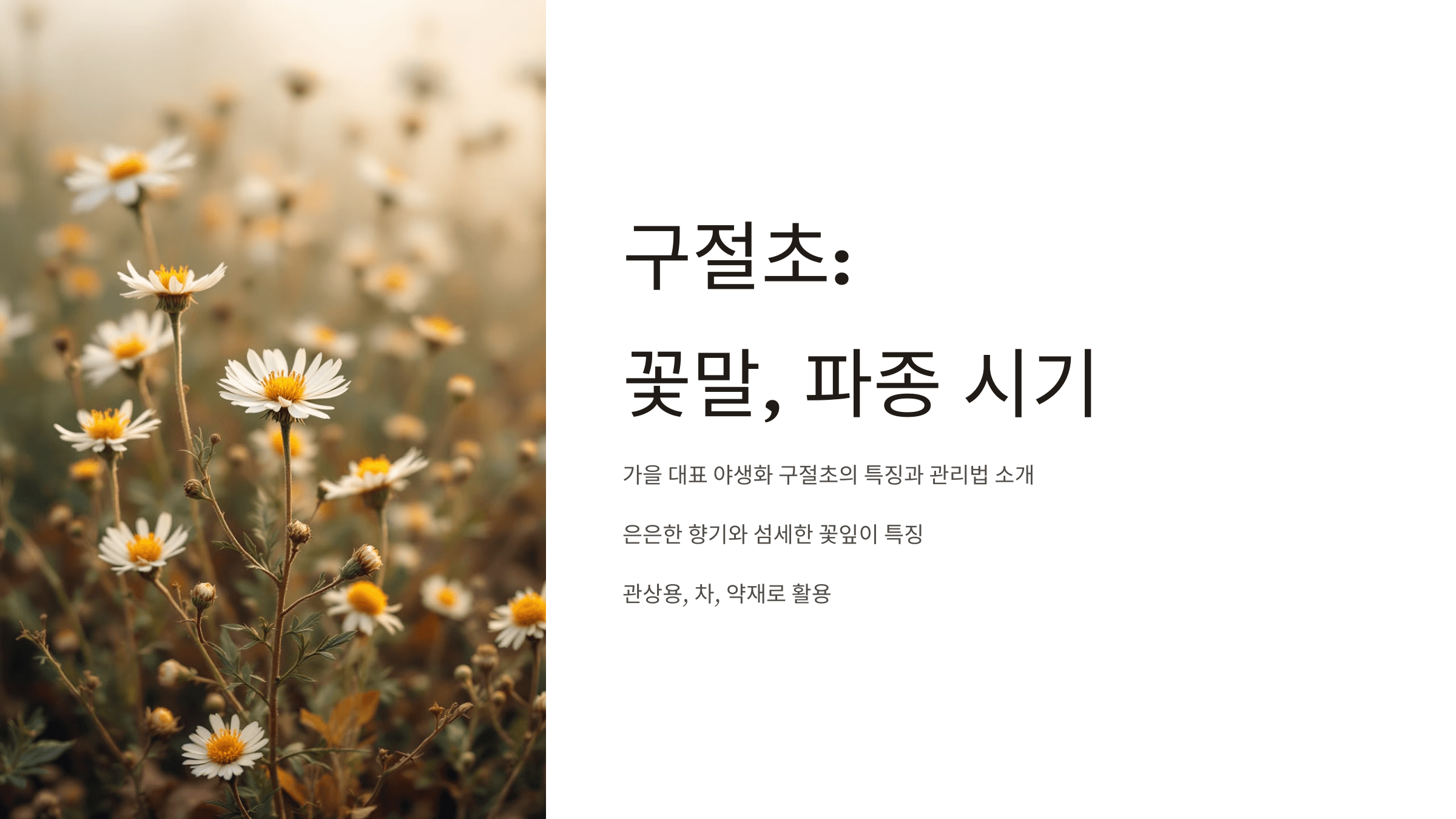 구절초 사진입니다.