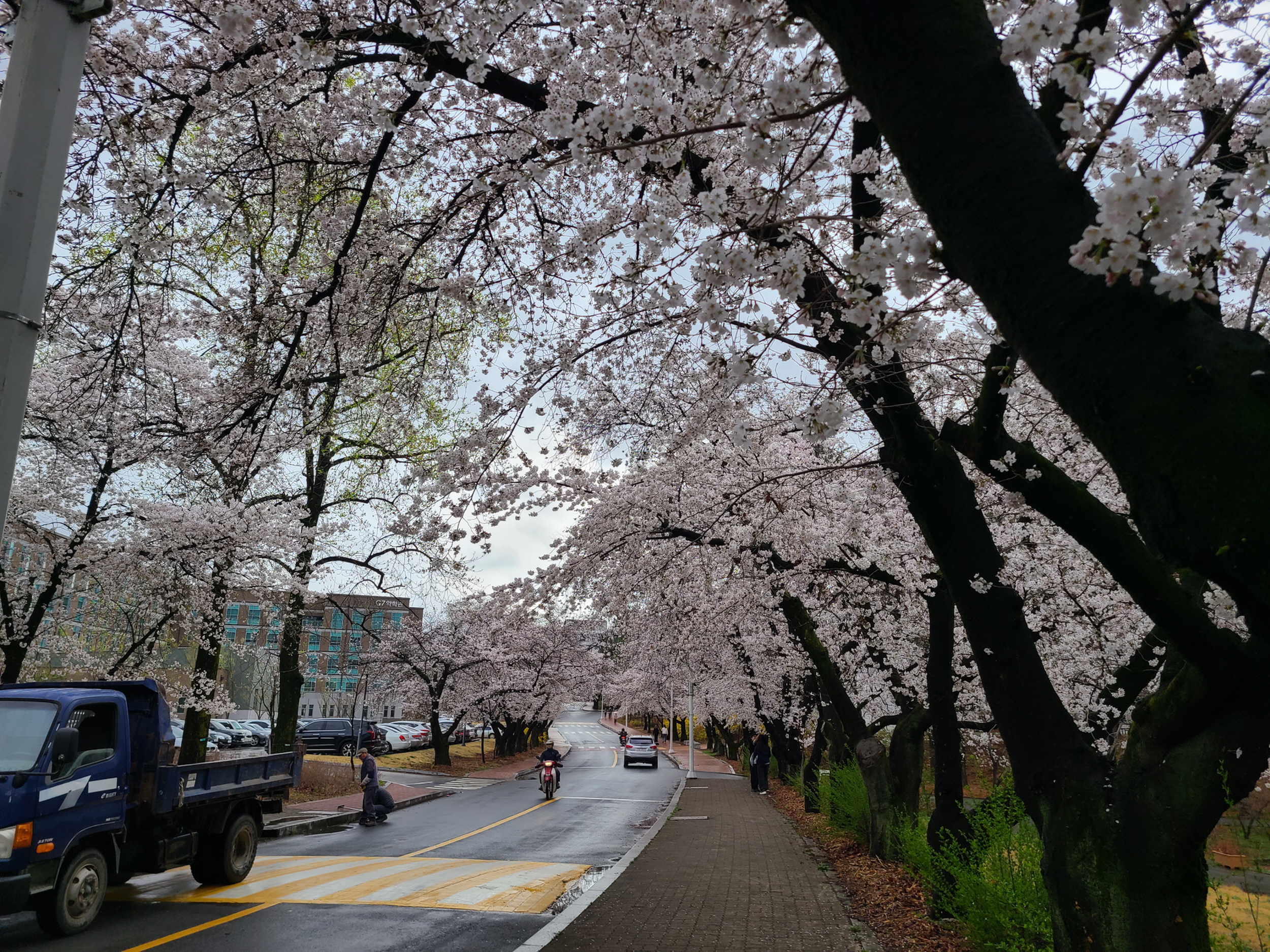  영대 러브로드 벚꽃