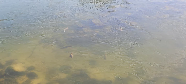 살곶이다리에서 내려다 본 중랑천의 물고기들. 갑자기 수가 늘어났습니다.