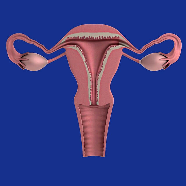 여성의 자궁