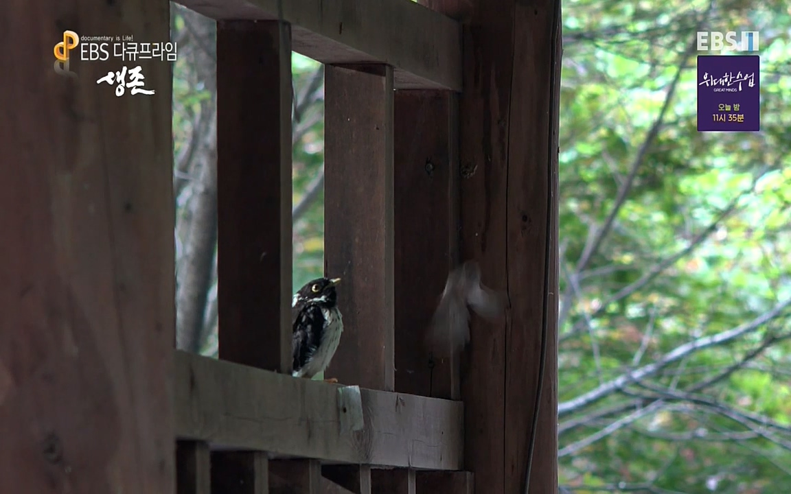 생존 3부_ EBS 다큐프라임_ 220629.avi_20220701_205243.137.jpg