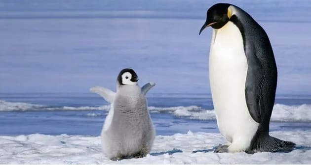 황제펭귄 (Emperor Penguin)