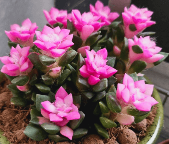취설송 키우기