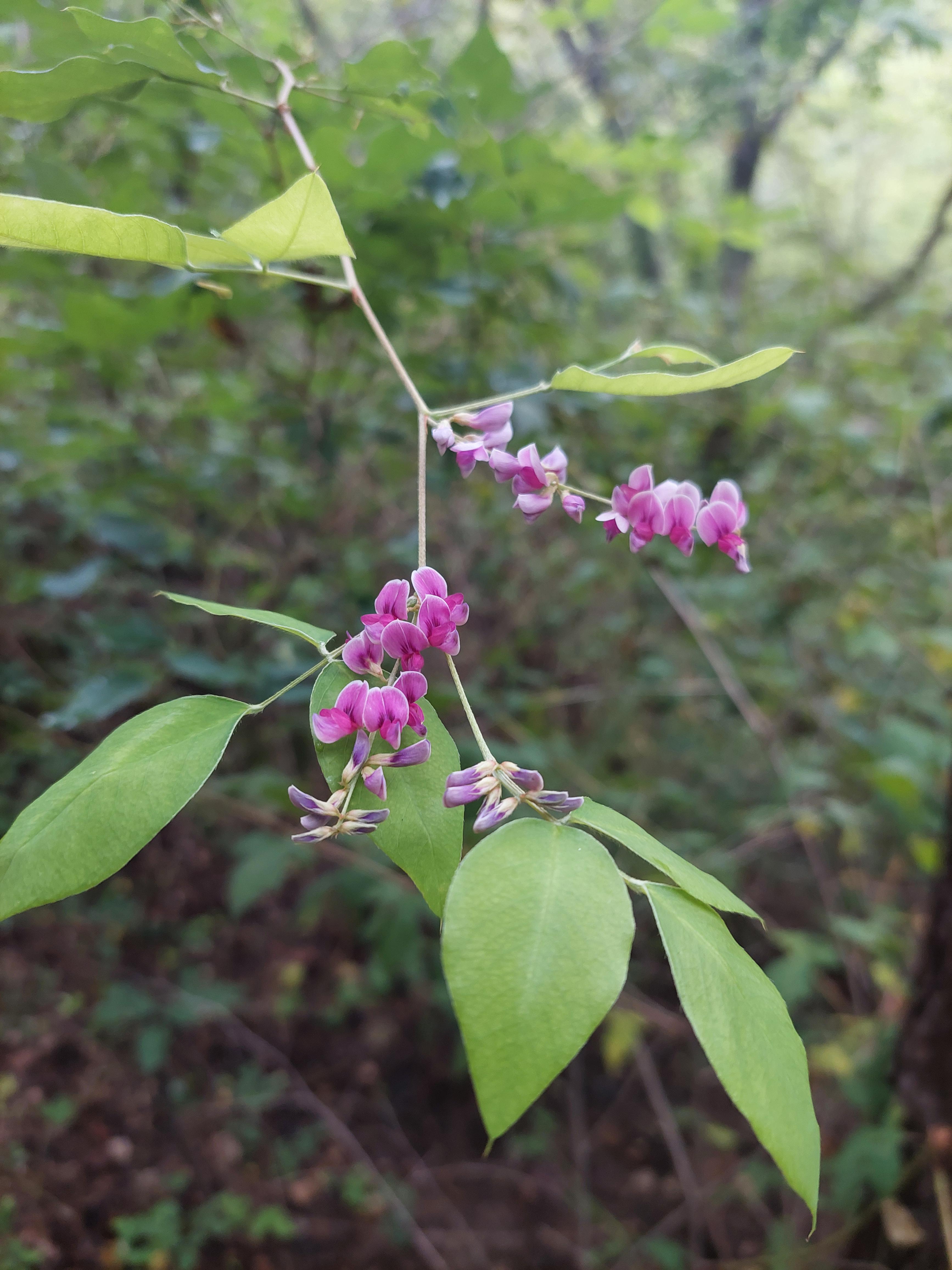 사패산