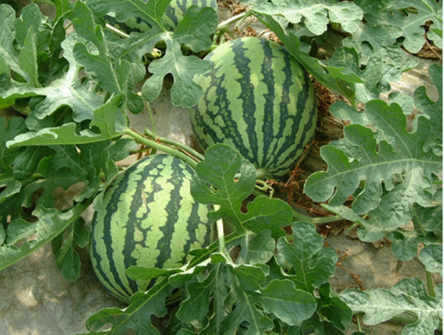 수박 재배법