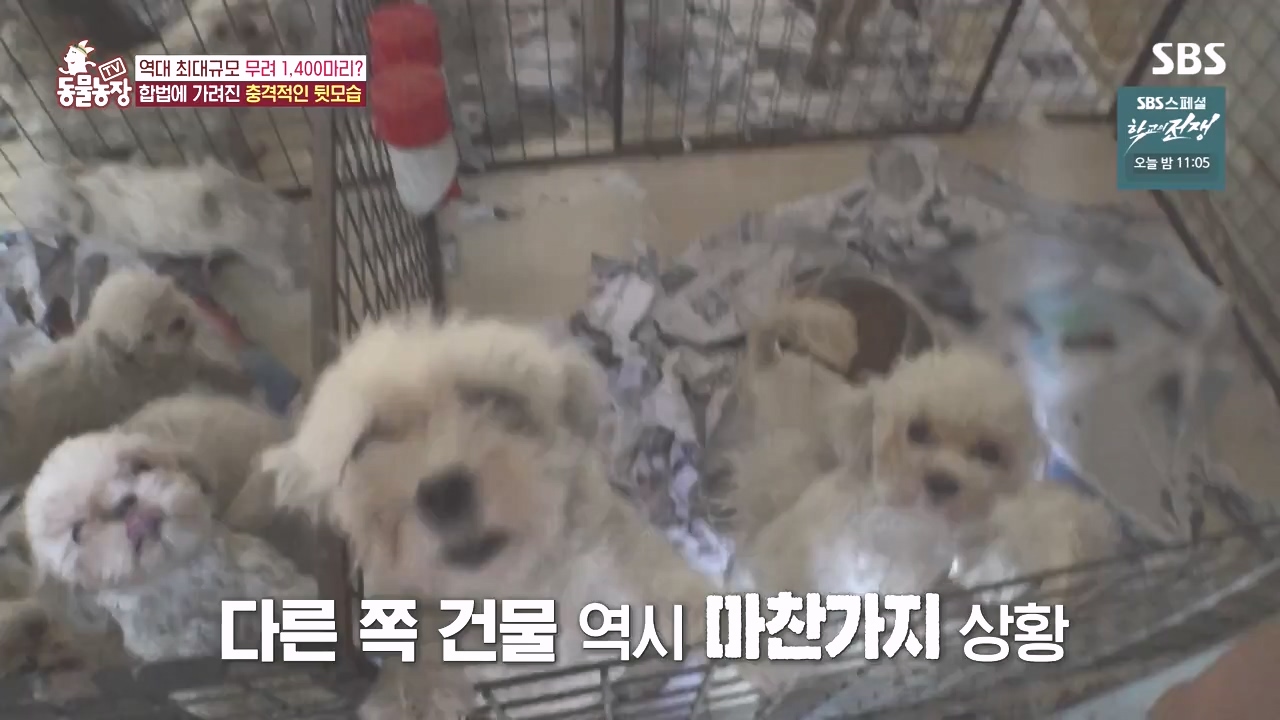 TV 동물농장.E1142.231023p-NEXT.mp4_20231022_174006.272.jpg