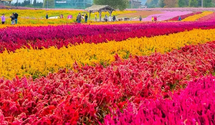 철원 고석정 꽃밭
