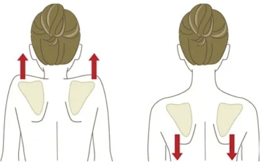 견갑골 업 다운 체조