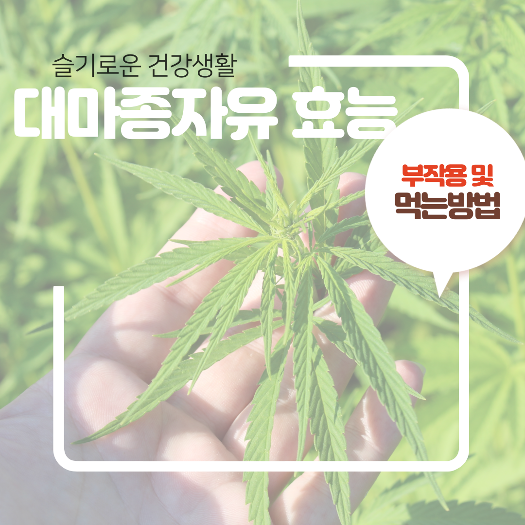  대마종자유 효능 및 먹는법 그리고 부작용 정리