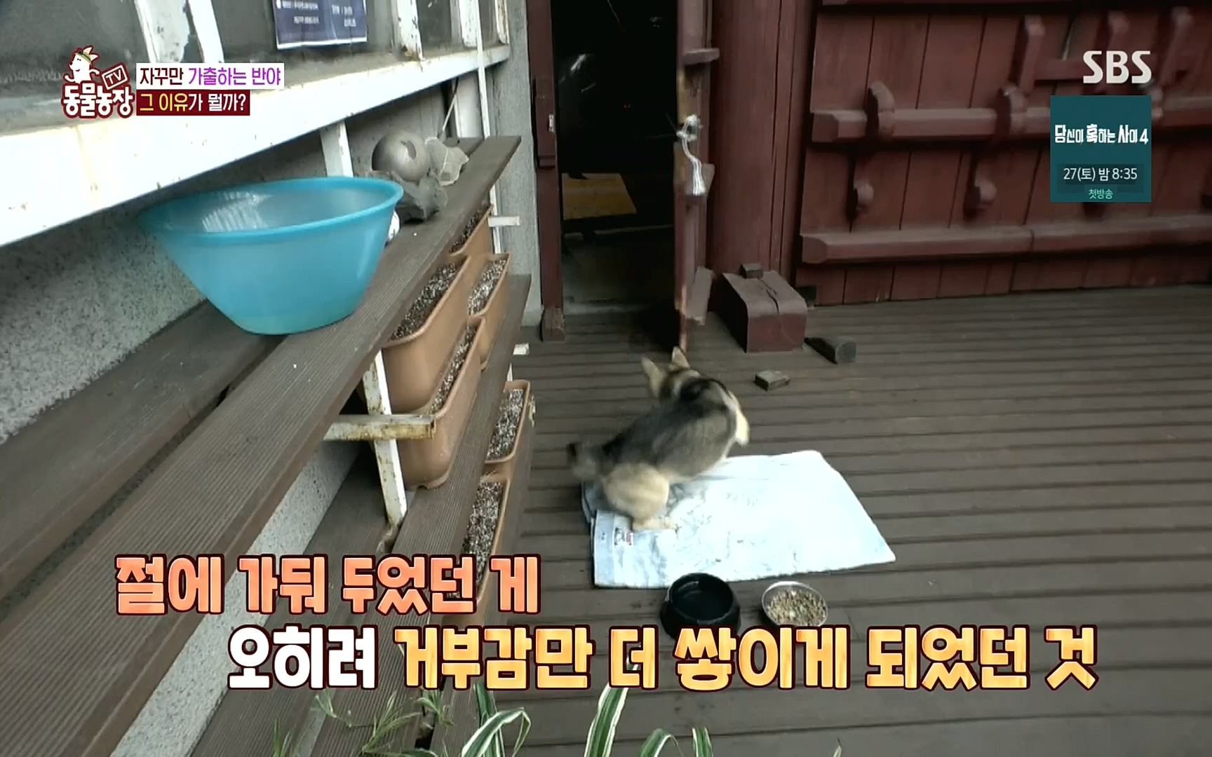 TV 동물농장.E1083.220821p.H264-F1RST.mp4_20220821_183711.298.jpg