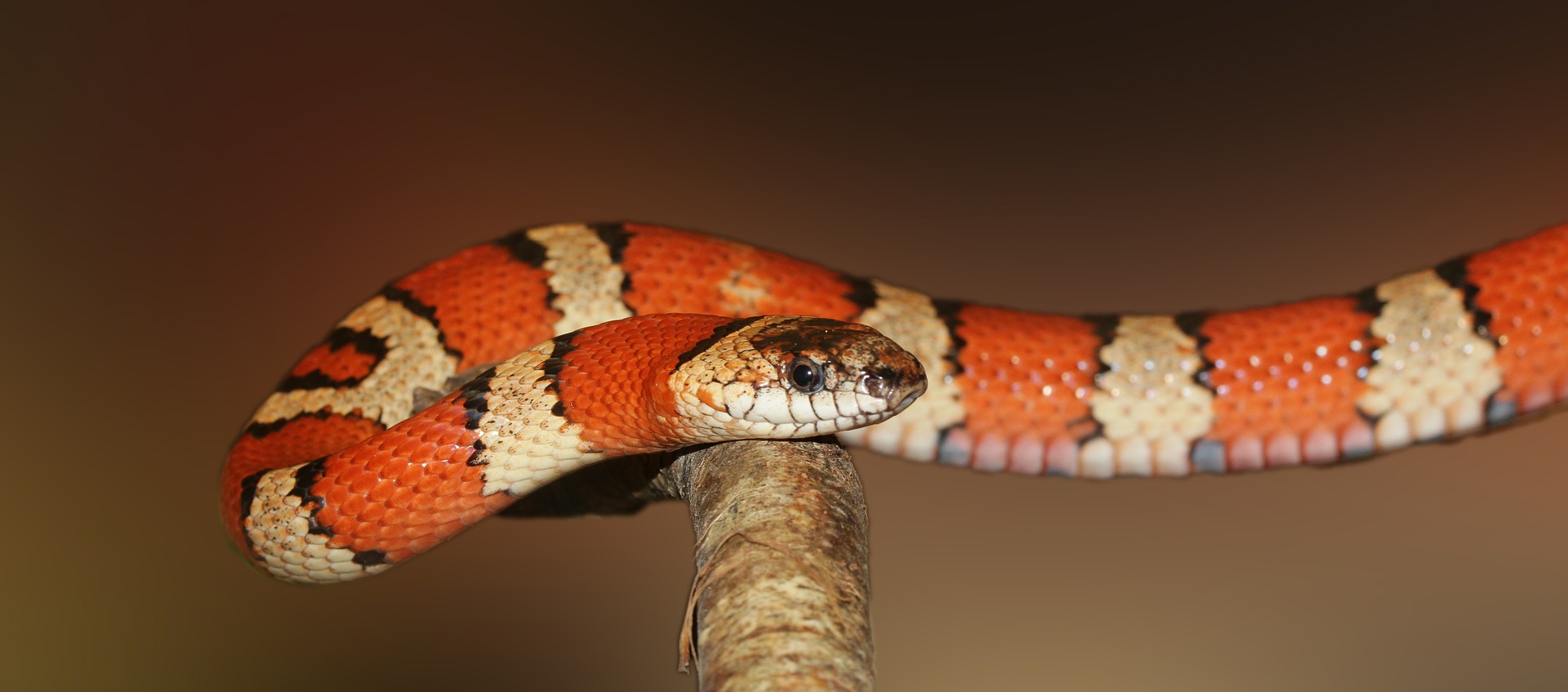 빨간색과 하얀색 줄무늬가 있는 뱀 