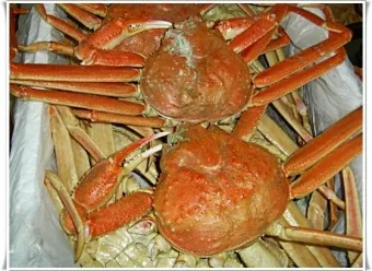 영덕대게 이미지
