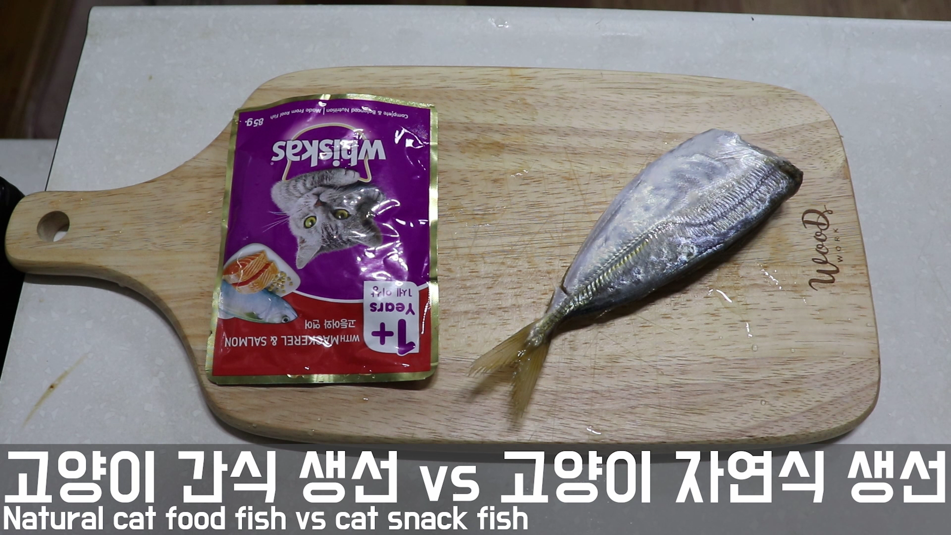  고양이 실험 #2 - 고양이 간식 생선 vs 고양이 자연식 생선(고양이는 뭘 더 좋아할까요?)