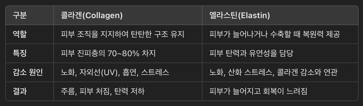 콜라겐 &amp; 엘라스틴의 역할 – 피부 탄력을 결정하는 핵심 요소