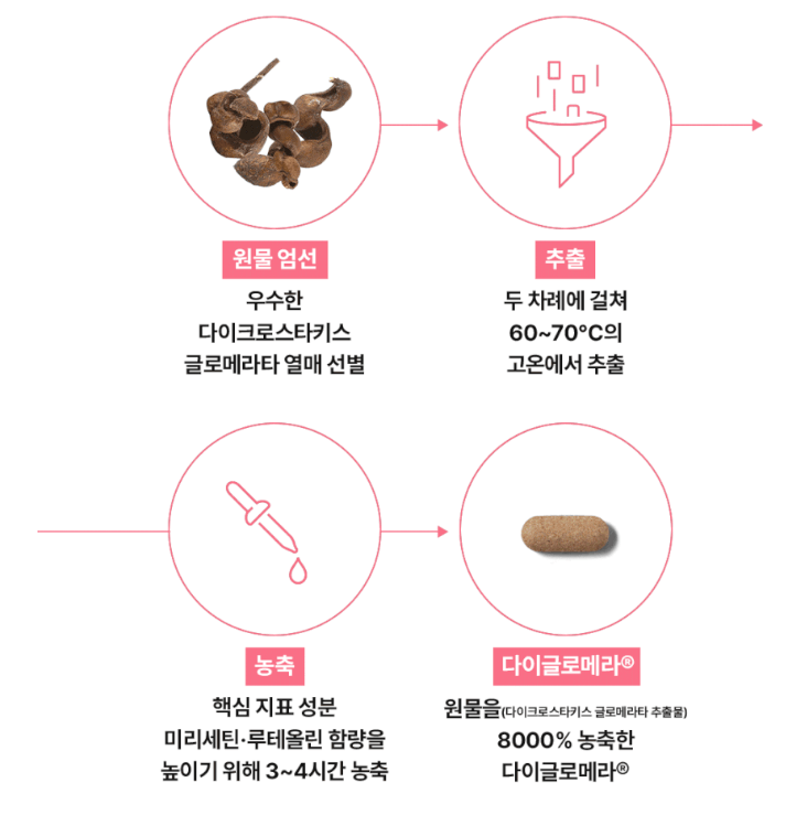 다이글로메라 추출 농축 과정